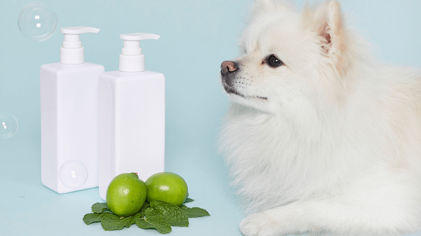 Sữa tắm khô cho chó: Giải pháp vệ sinh tiện lợi cho thú cưng