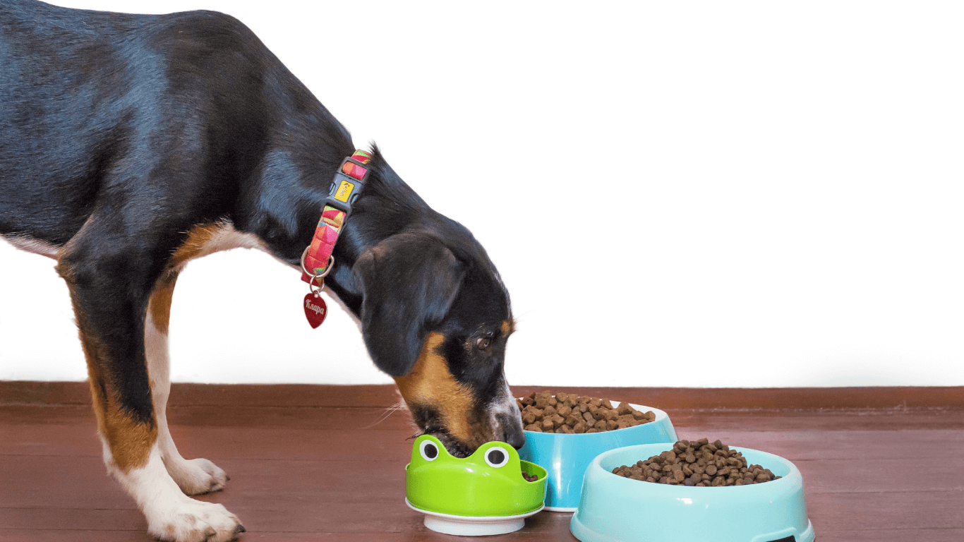 Thức ăn hạt cho chó: Lựa chọn phù hợp cho chó con mới nhất