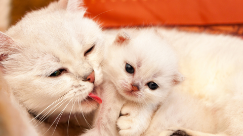 Hướng dẫn dùng thuốc xổ giun cho mèo con tại nhà