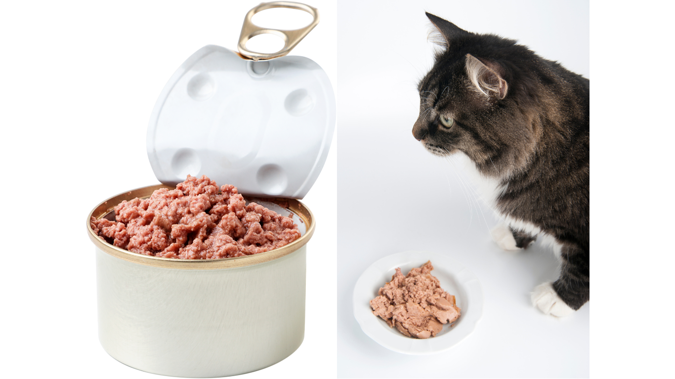 Hướng dẫn chọn pate tươi cho mèo phù hợp với từng độ tuổi