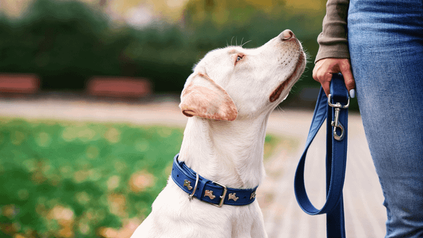 Dây dắt vòng cổ cho chó là phụ kiện quan trọng giúp kiểm soát thú cưng