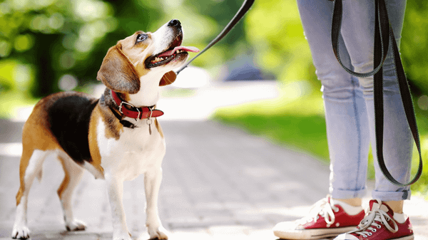 Dây dắt vòng cổ chó mèo là phụ kiện quan trọng giúp bạn kiểm soát và đảm bảo an toàn cho thú cưng khi di chuyển bên ngoài