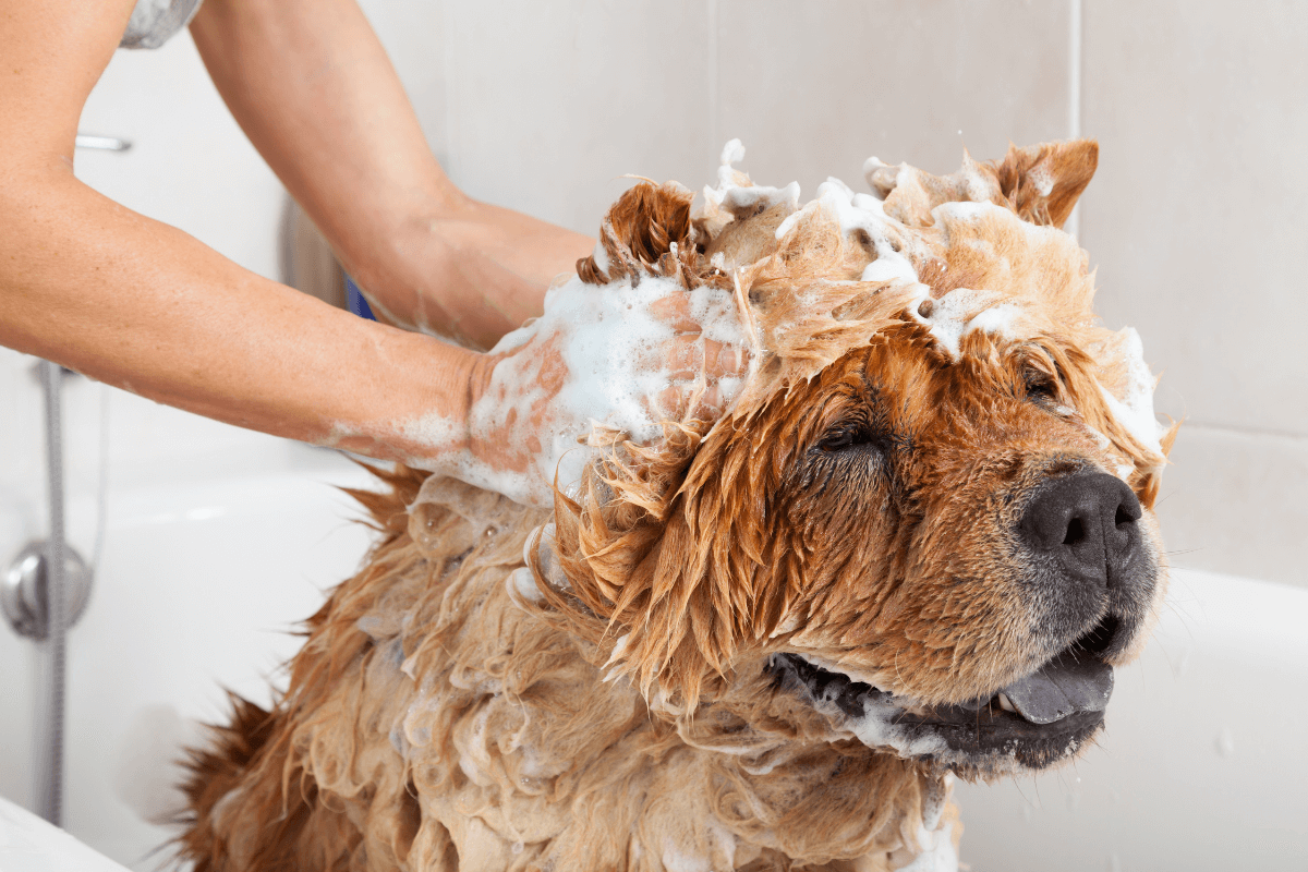 tắm cho chó đúng cách
