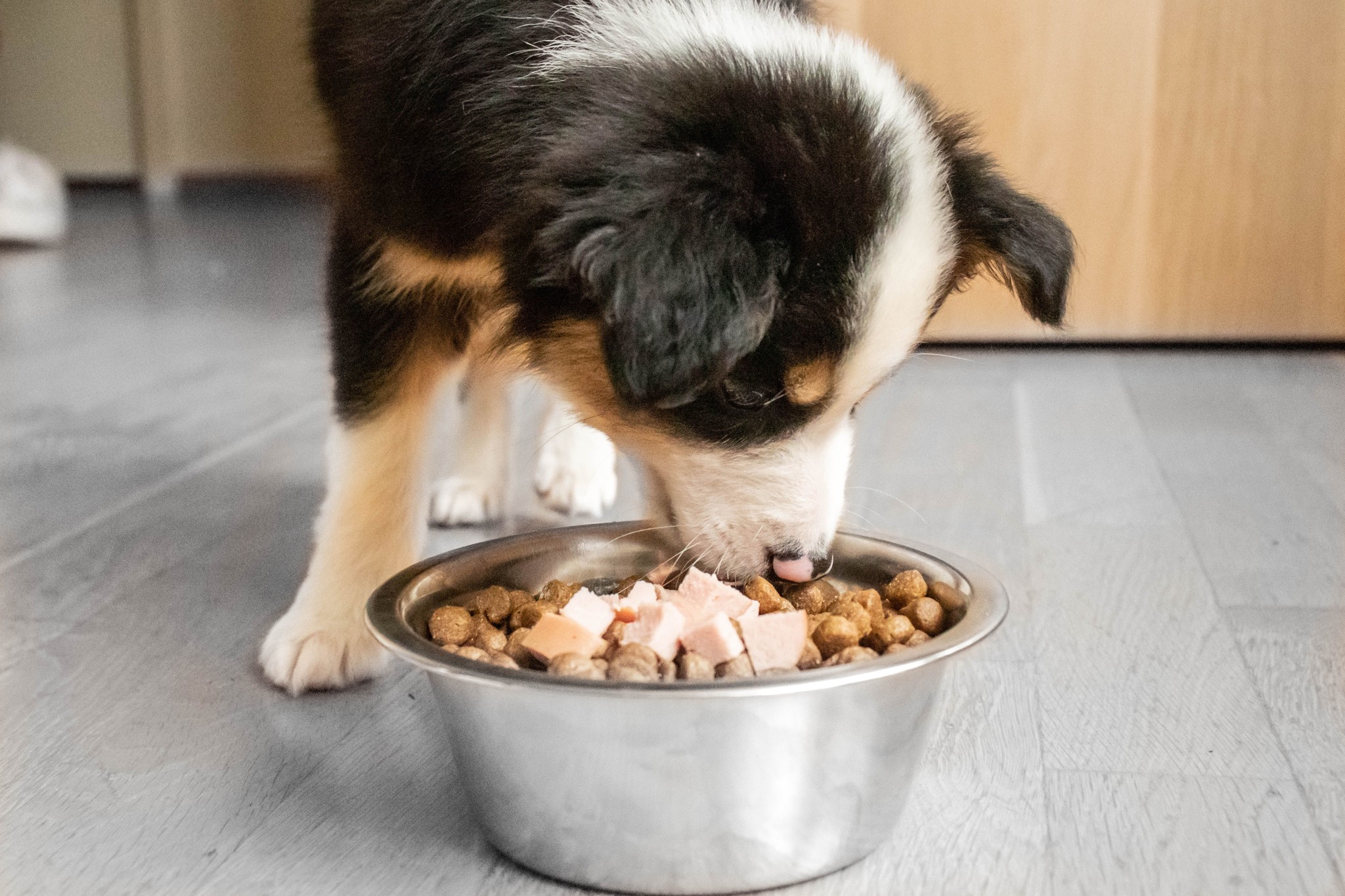 Làm thế nào để chó ăn nhiều