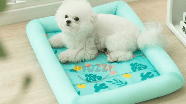 Mua nệm cho chó mèo cần đảm bảo chất liệu an toàn
