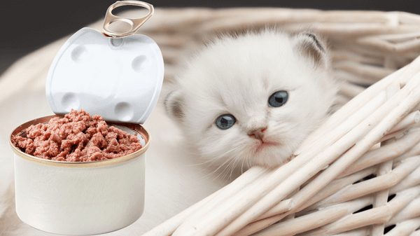 Pate cho mèo con cung cấp dinh dưỡng đầy đủ và dễ tiêu hóa cho mèo