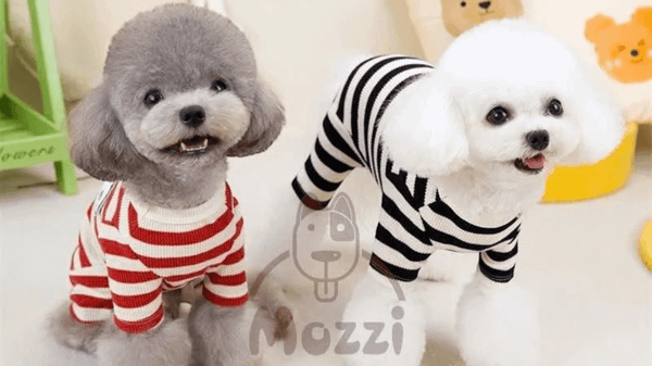Quần áo chó mèo cho mùa đông