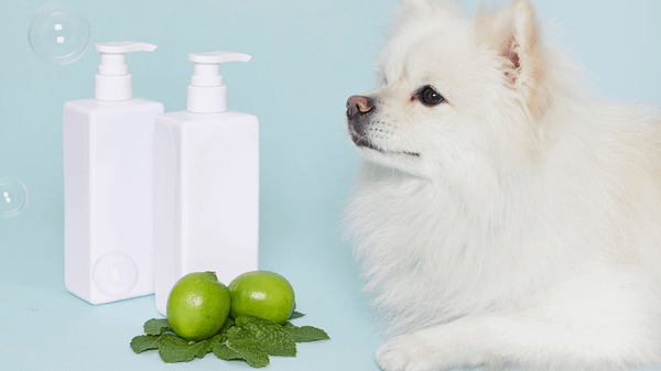 Sữa tắm khô cho chó là giải pháp lý tưởng cho những người bận rộn