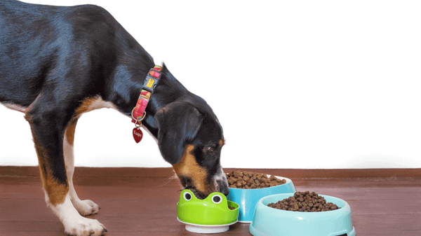 Thức ăn hạt cho chó được nhiều người tin dùng hiện nay