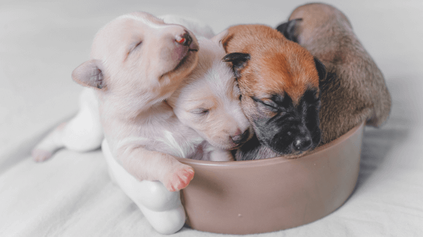 Dùng thuốc xổ giun cho chó con từ 2-3 tuần tuổi