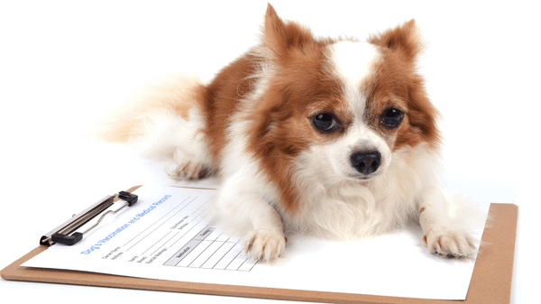 Theo dõi sau khi dùng thuốc xổ giun cho chó con