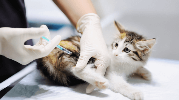 Thuốc xổ giun cho mèo là biện pháp để kiểm soát và phòng ngừa ký sinh trùng