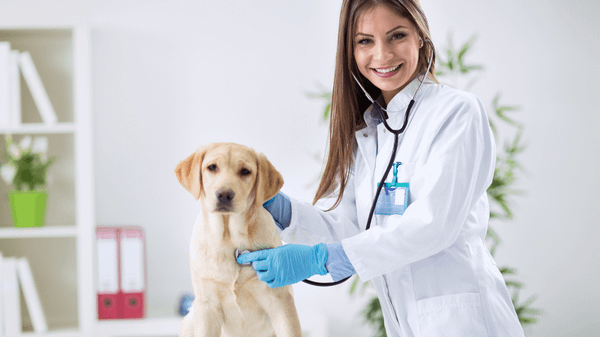 Xổ giun cho chó đóng vai trò then chốt trong việc bảo vệ thú cưng khỏi các bệnh lý nguy hiểm