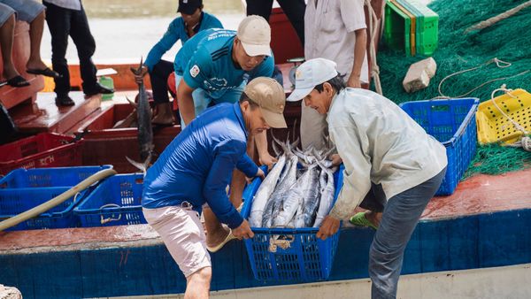Hải Sản Sạch Từ Biển Khơi Đến Bàn Ăn