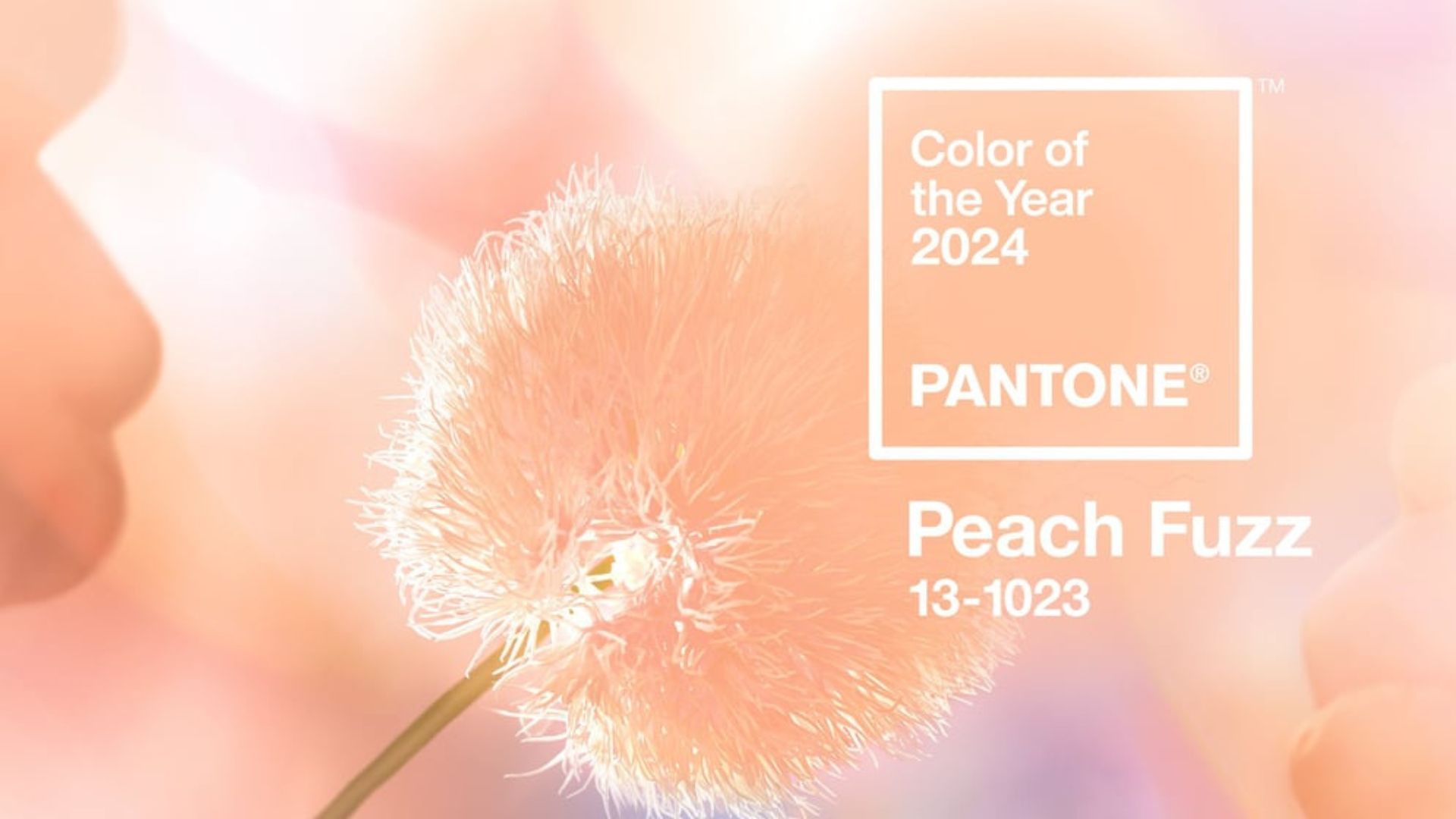 Peach Fuzz - Màu sắc của năm 2024