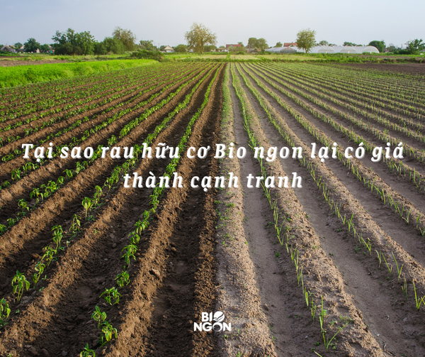 Tại sao rau hữu cơ Bio ngon lại có giá thành cạnh tranh???