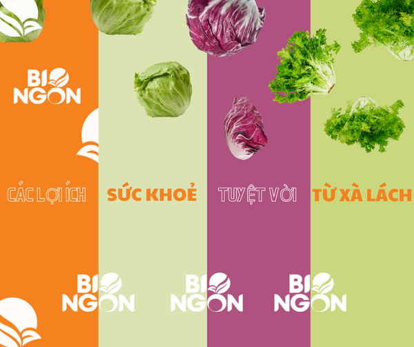 CÁC LỢI ÍCH SỨC KHỎE TUYỆT VỜI TỪ XÀ LÁCH