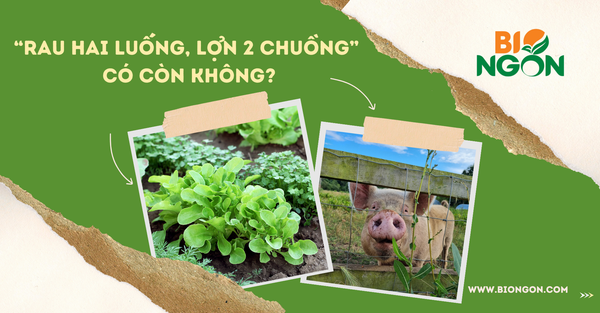 “Rau hai luống, lợn 2 chuồng” có còn không?