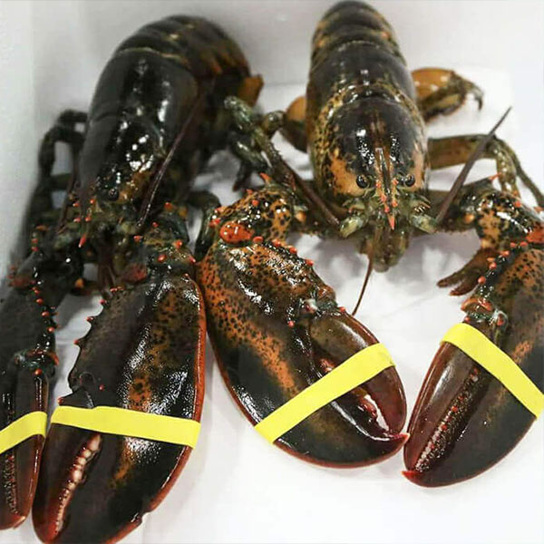 Mua Tôm Hùm Alaska Giá Rẻ - Giao Hàng Tận Nơi