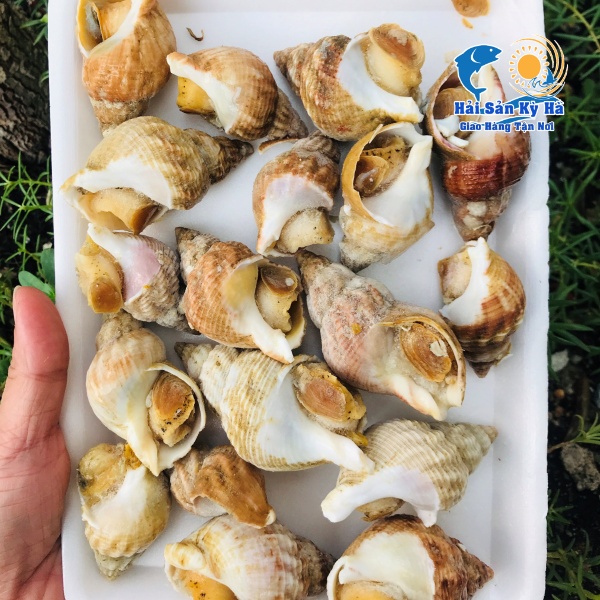 Mình Chuyên Cung Cấp Ốc Bulot Pháp