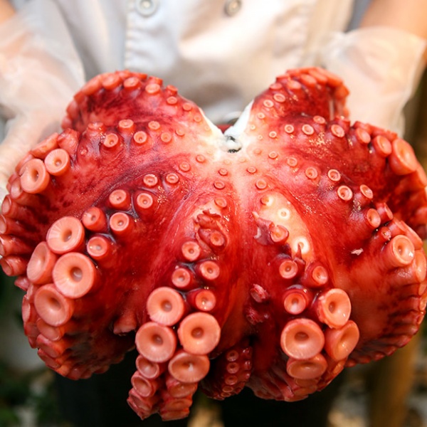 Dinh Dưỡng Và Lợi Ích Khi Ăn Bạch Tuộc Nhật Bản