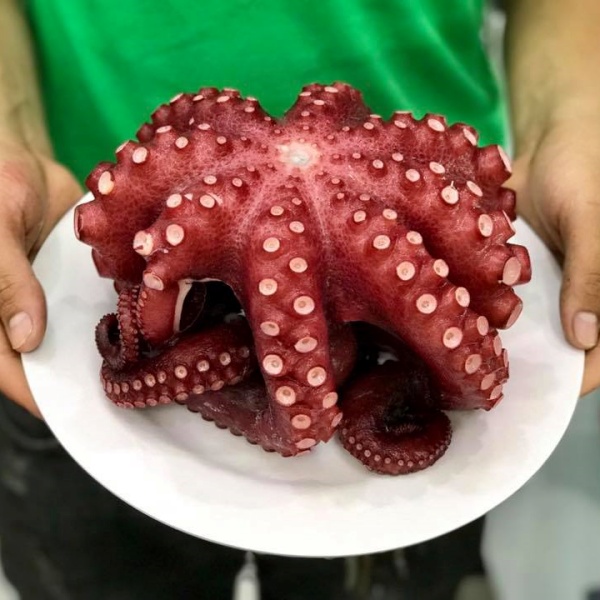 Thành Phần Dinh Dưỡng Có Trong Bạch Tuộc Nhật Bản