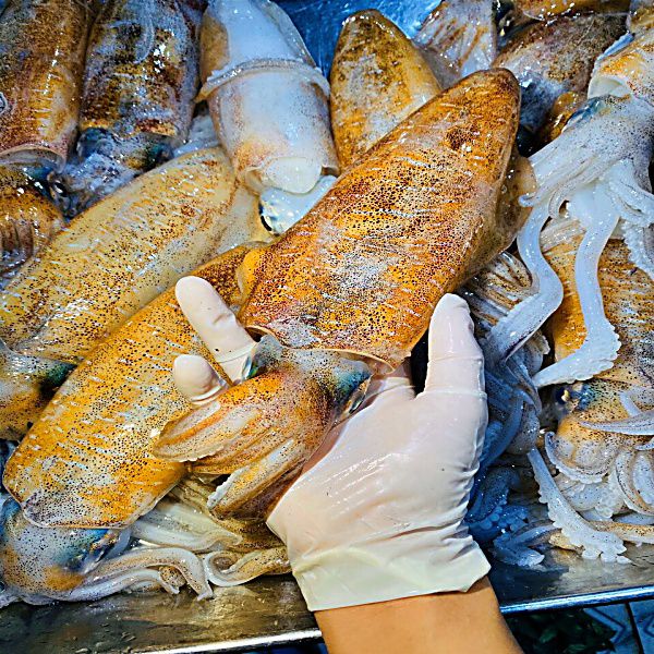 Tập Tính Của Loài Mực