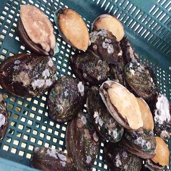 Ăn bào ngư có tốt không ?