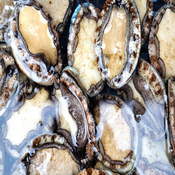 Chất Lượng Dinh Dưỡng Của Bào Ngư Hàn Quốc