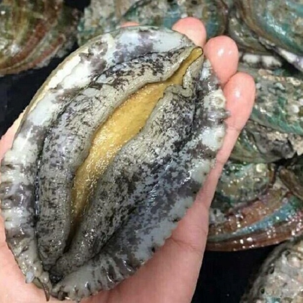 Vì Sao Bào Ngư Giá Rẻ ?