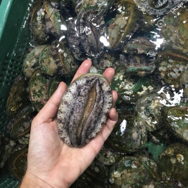 Vì Sao Bào Ngư Có Giá Lên Đến 2 triệu/1Kg ?