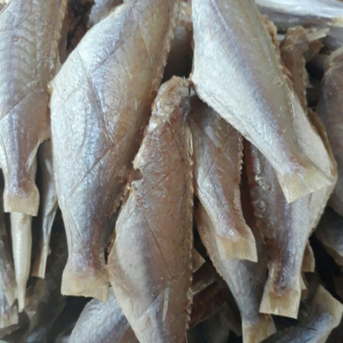 Chuyên Cung Cấp Sỉ Cá Đổng 1 Nắng