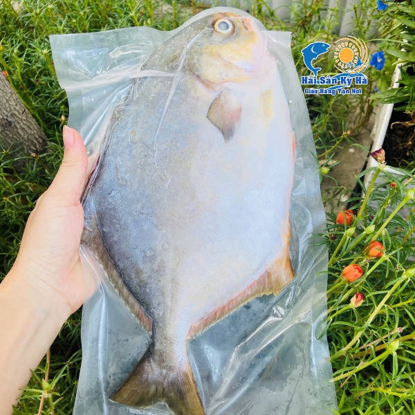 Mua Cá Chim Trắng