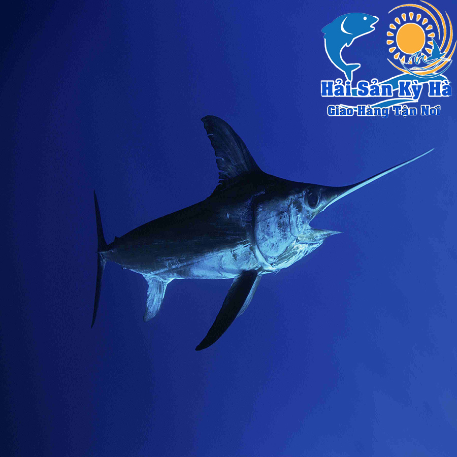 Ăn Cá Cá Cờ Kiếm Có Tốt Không ?