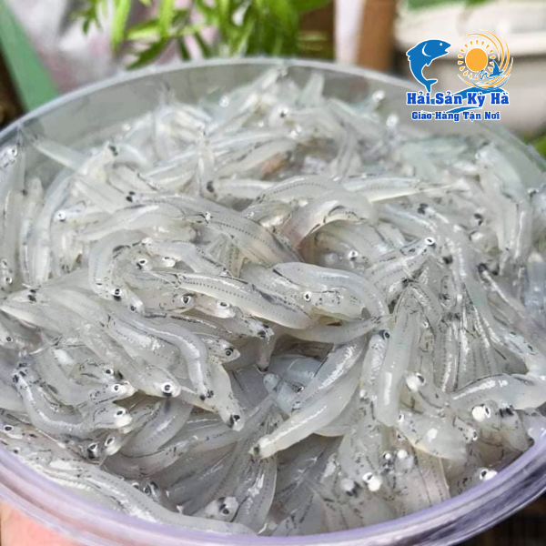 Mua Cá Cơm Mờn Sữa Ở Đâu