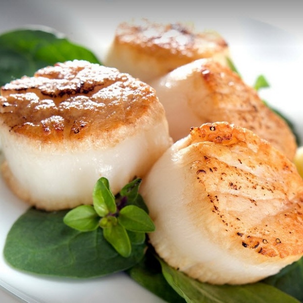 Dinh Dưỡng Và Lợi Ích Từ Cồi Điệp Nhật Bản