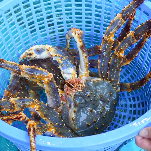 So Sánh Tôm Hùm Alaska Và Cua King Crab