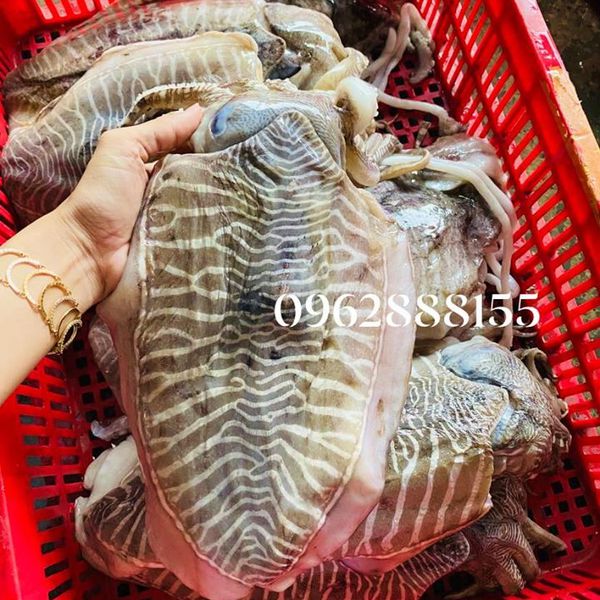 Mua Sỉ Mực Nang Khổng Lồ