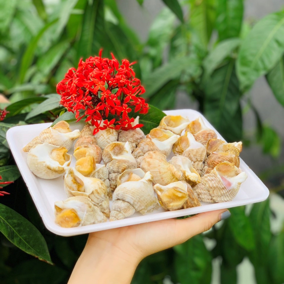 Ốc Bulot Pháp Mua Ở Đâu