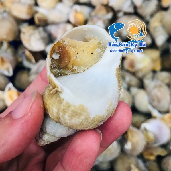 Ốc Bulot Giá Rẻ