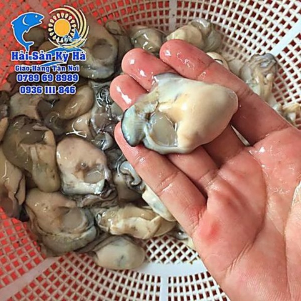 Giá Trị Dinh Dưỡng Từ Hàu Sữa