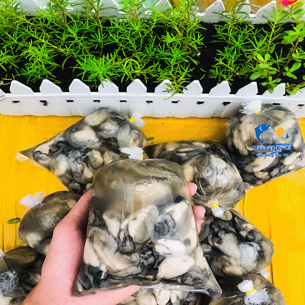 Mua Ruột Hàu Sữa Miễn Phí Vận Chuyển