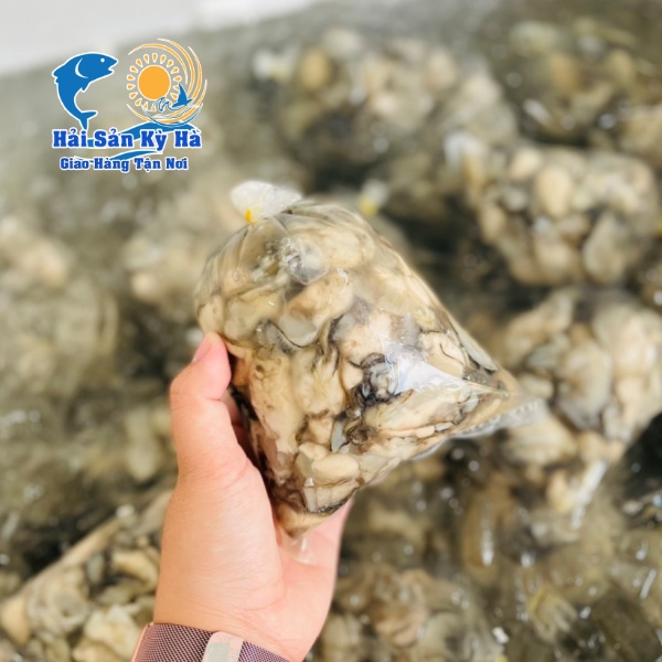 Mua Sỉ Ruột Hàu Sữa Pháp