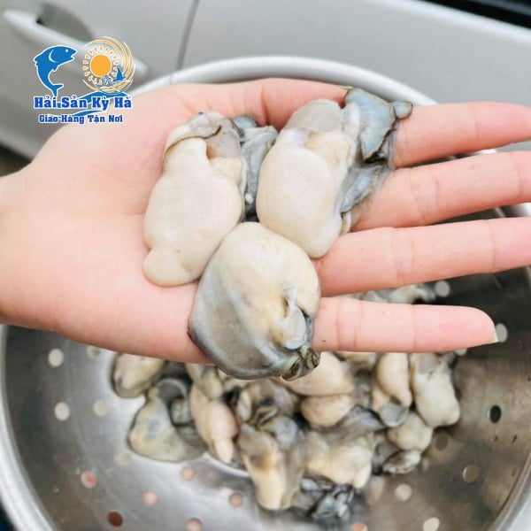 Ruột Hàu Sữa Pháp