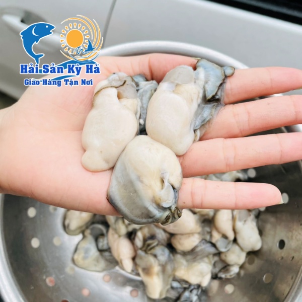 Mua Thịt Hàu Sữa