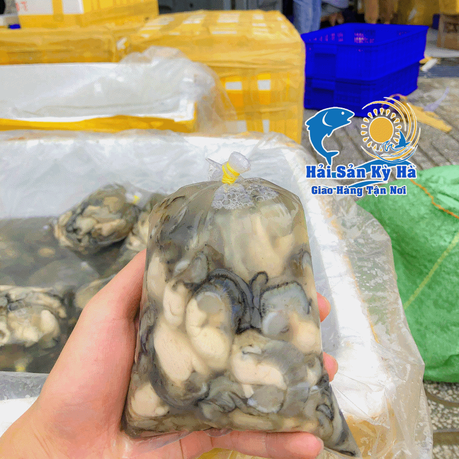 Nơi Bán Ruột Hàu Sữa Uy Tín