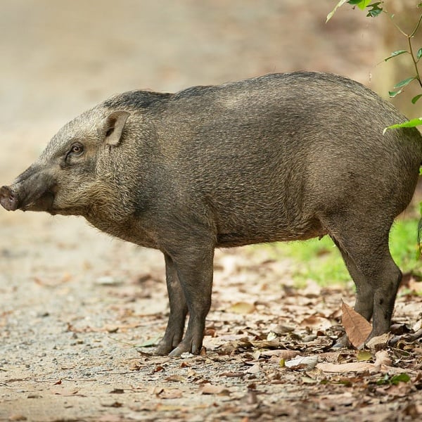 Nhận Biết Ba Rọi Heo Rừng Lai Và Heo Nhà