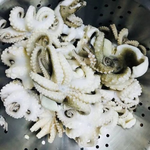 Địa Chỉ Mua Bạch Tuộc Sữa