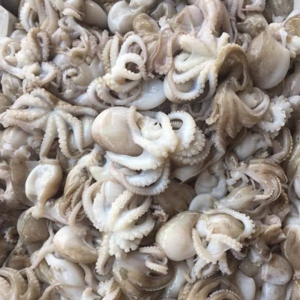 Mua Sỉ Bạch Tuộc Sữa