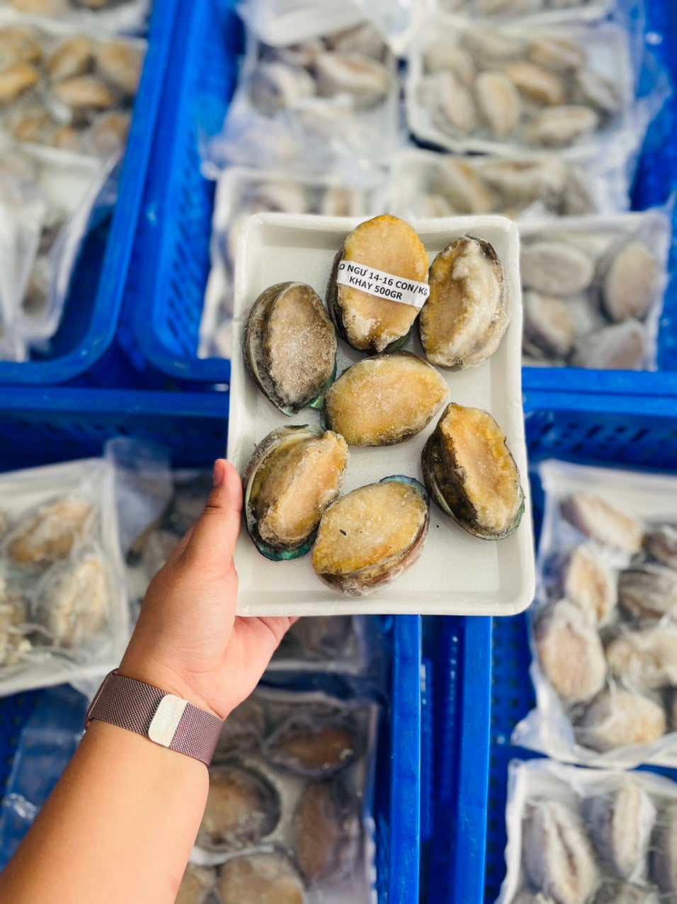 Chuyên Cung Cấp Sỉ Bào Ngư 14-16con